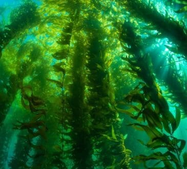 Биотопливо Marine BioEnergy (Біопальне Marine BioEnergy)