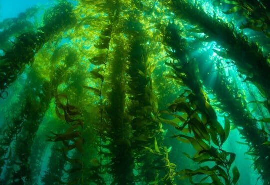 Биотопливо Marine BioEnergy (Біопальне Marine BioEnergy)