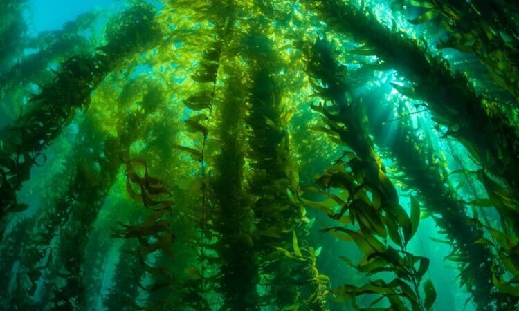 Биотопливо из водорослей выращивают в США 9 Биотопливо Marine BioEnergy (Біопальне Marine BioEnergy)