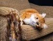 Как отучить кота драть обои и мебель. Як відучити кота дерти шпалери і меблі