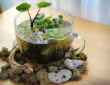 Флораріум своїми руками. 7 порад 40