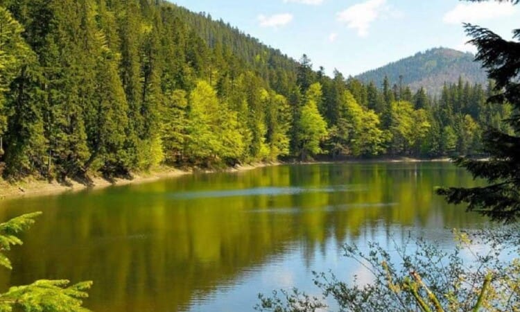 В Украине будут созданы природные парки: «Пуща Радзивилла», «Куяльницкий» и «Холодный Яр» 15 Территории природных парков Украины расширят. И создадут новые